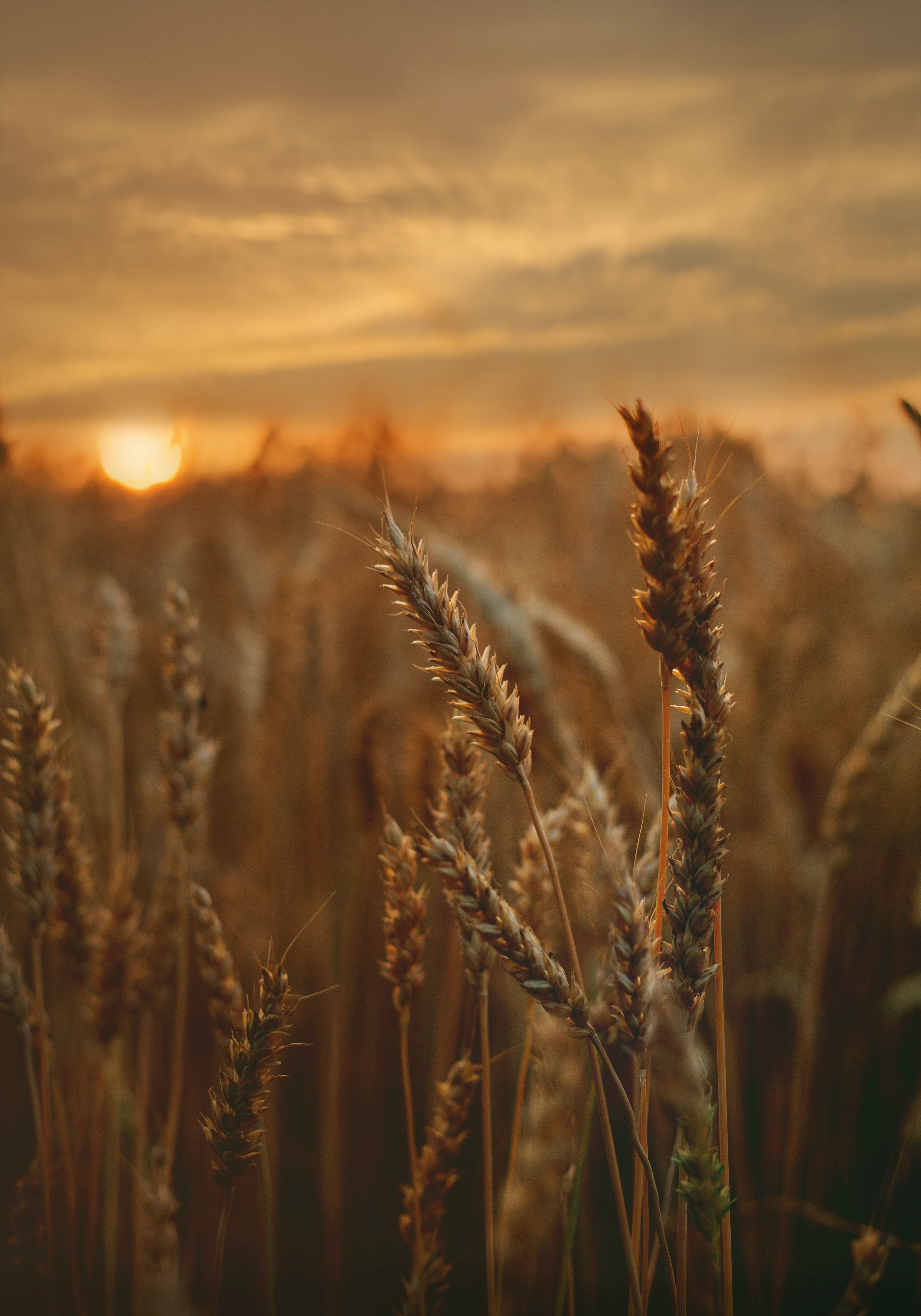 How to manage wheat allergy?