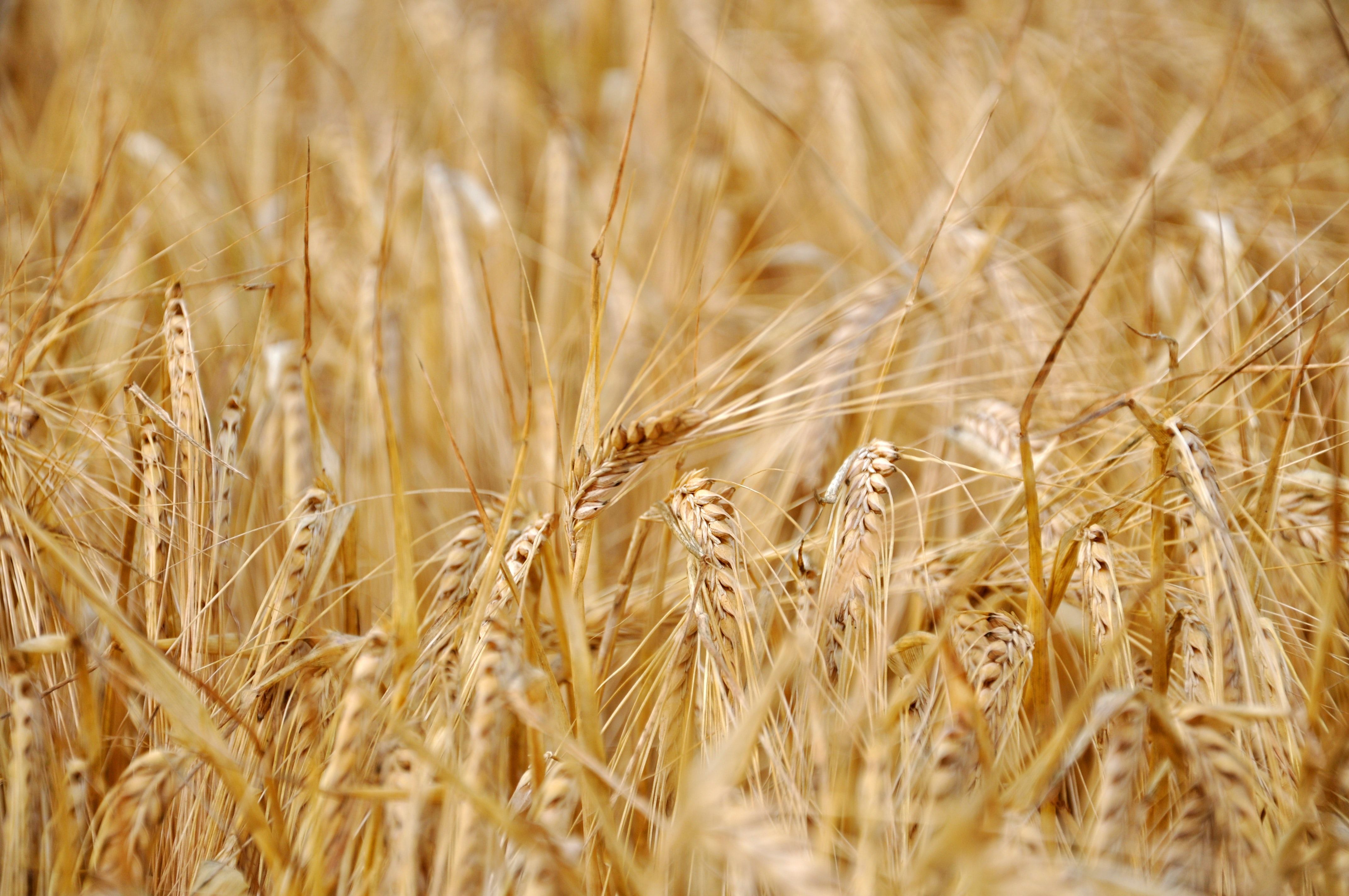 What is wheat allergy?