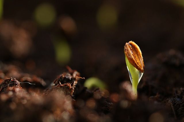The germination of the seed